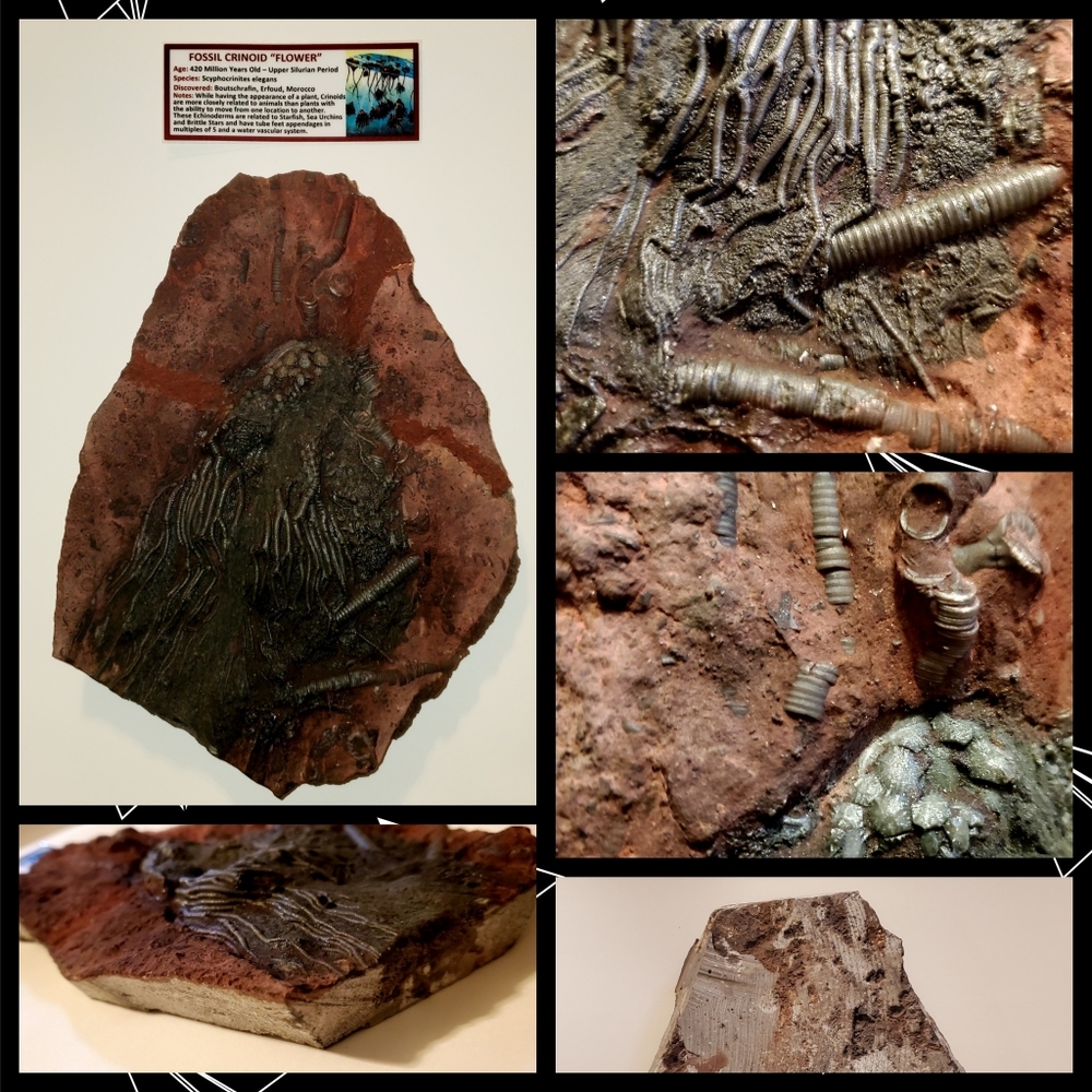 Rare Silurian Crinoid Fossil 420 Million Yrs Old